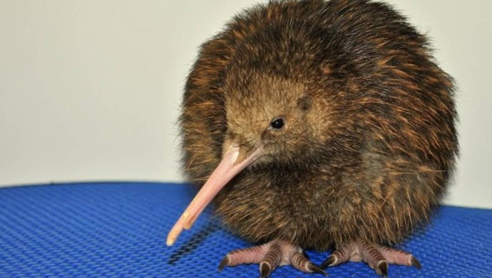 Птица киви птенец