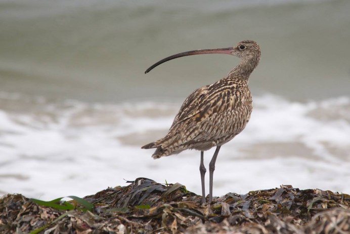 Птица с острым клювом