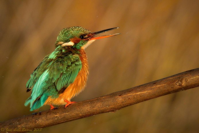 Птица с длинным клювом