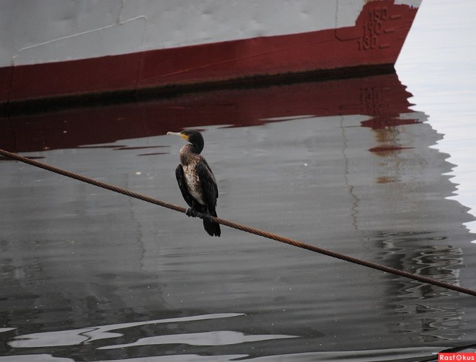 Кулик Бекас