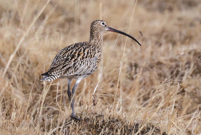 Eurasian Curlew Numenius Arquata