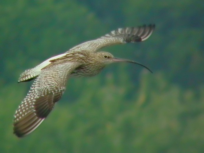 Curlew картинки