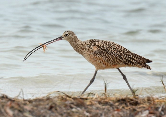 Средний кроншнеп (Numenius phaeopus) — уязвимый вид