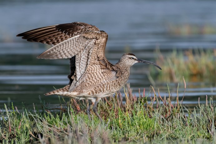 The little Curlew (Numenius minutus)