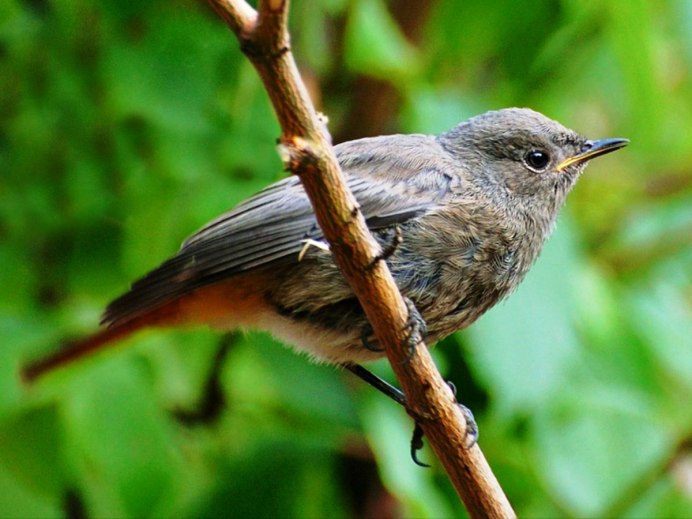 Маленькая птица с оранжевым хвостом