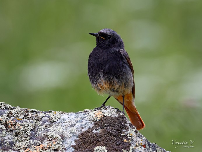 Птичка с коричневым хвостиком фото и названия