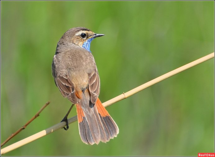 Обыкновенная горихвостка (Phoenicurus Phoenicurus)