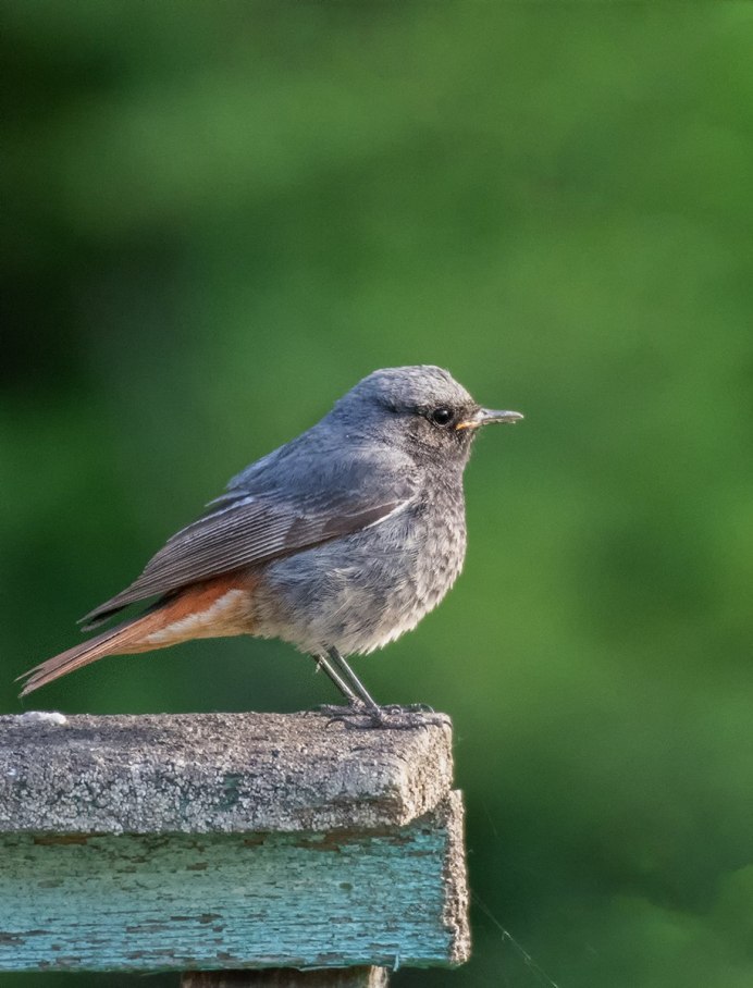 Горихвостка птица