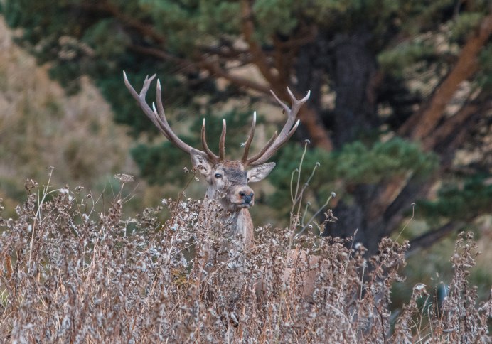 Марал Cervus elaphus