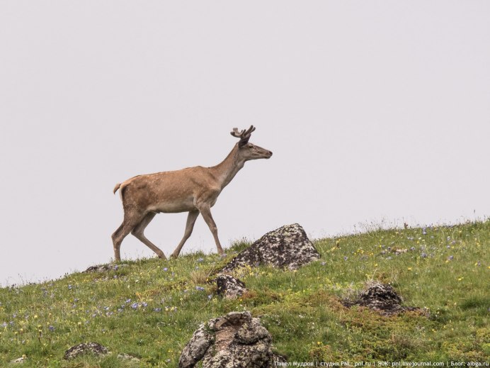 Уссурийский пятнистый олень Cervus Nippon hortulorum