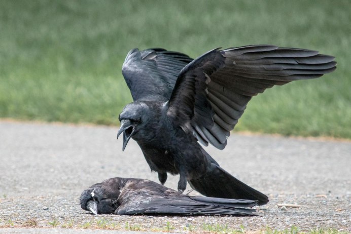 Corvus Corax ареал