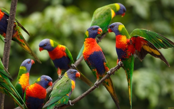 Синешапочная танагра