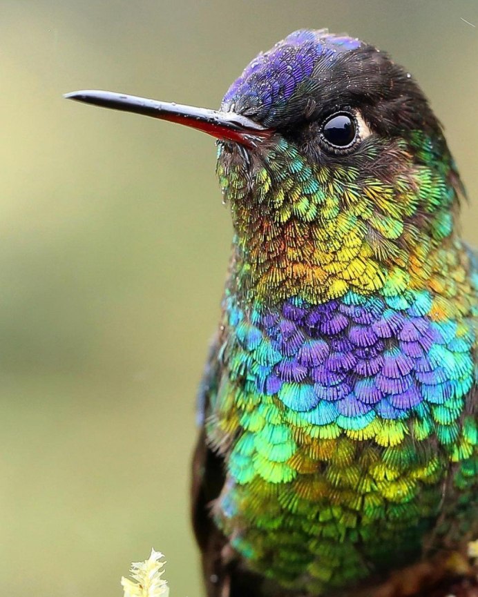 Хохлатый Зимородок