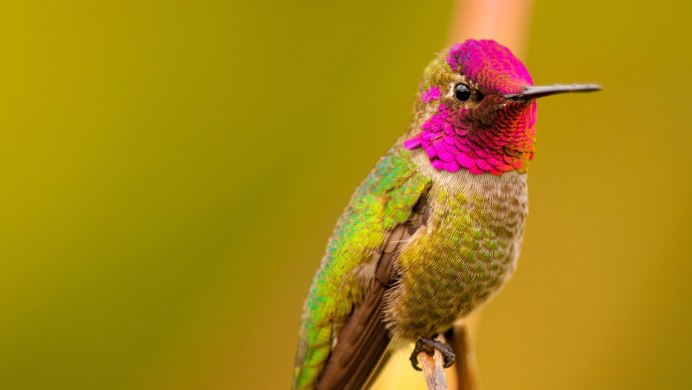 Красивые яркие птицы