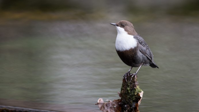 Бурая оляпка ходит по дну речному