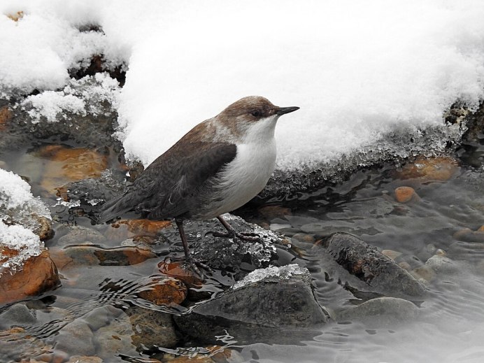 Оляпка под водой