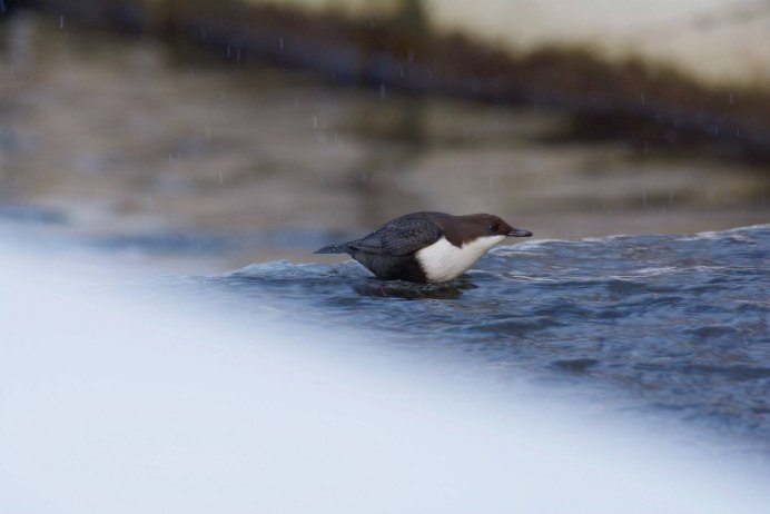 Бурая оляпка и Зимородок