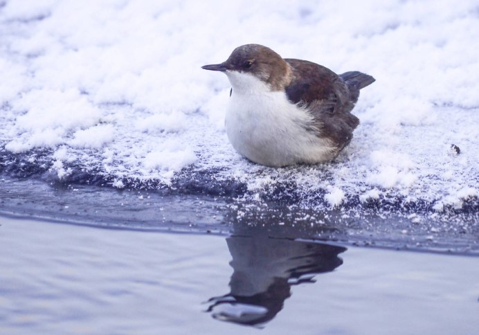 Оляпка зимой