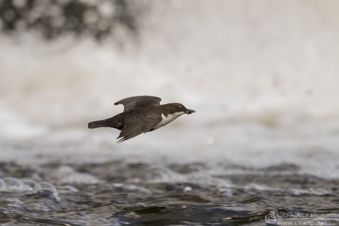 Сумасшедшая птица кто хотел поймать оляпку Сокол или орёл