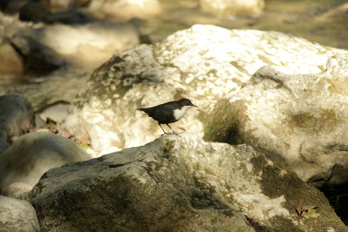 Оляпка Соловецкого архипелага