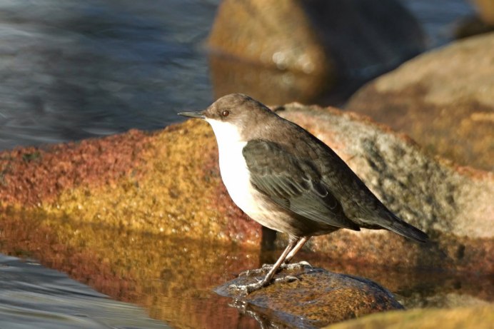Фотоконкурс Audubon Photography Awards