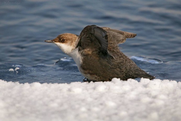 Пение Оляпки