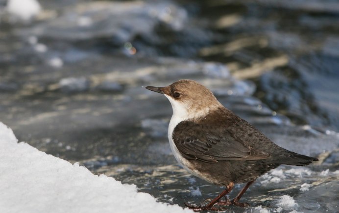 Птица оляпка Норвегия