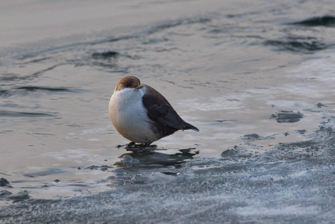 Оляпка обыкновенная