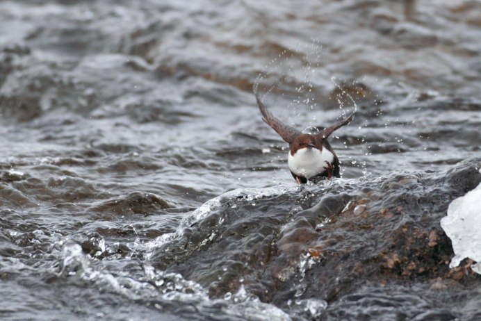 Оляпка бегает по дну