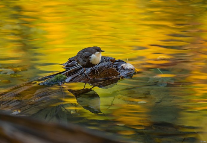 Оляпка с птенцами в гнезде