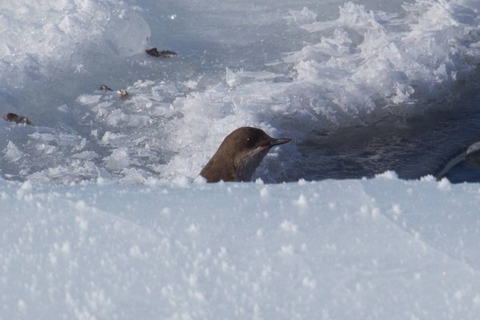 Оляпка плавательные перепонки