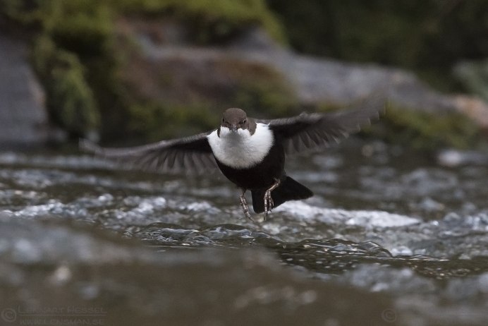 Оляпка по дну