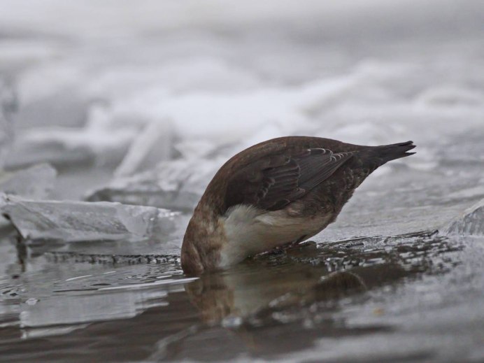 Оляпка птица под водой