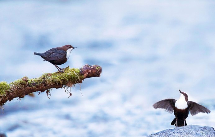 Ныряющая птичка Сибири