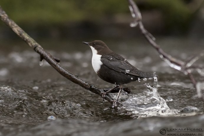 Пение Оляпки