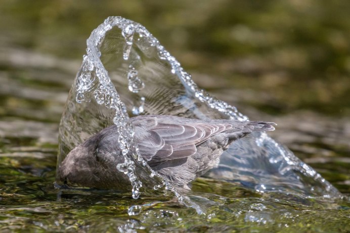 Оляпка птица в воде