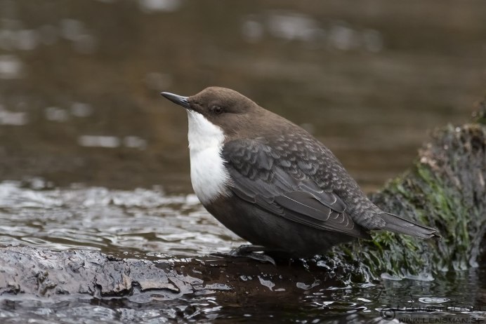 Водяной Воробей оляпка