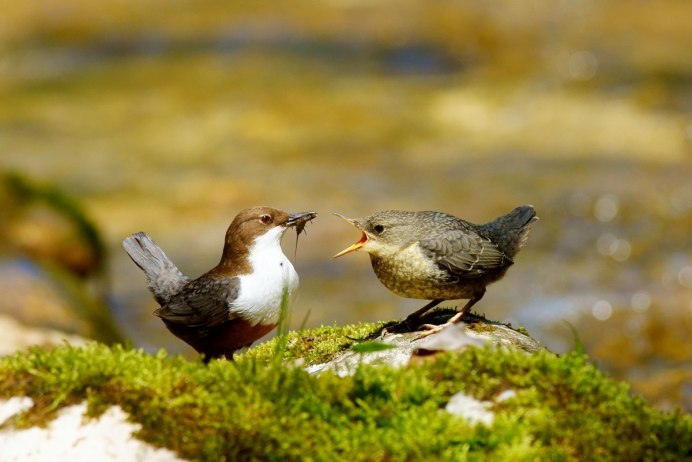 Водяной Воробей оляпка под водой