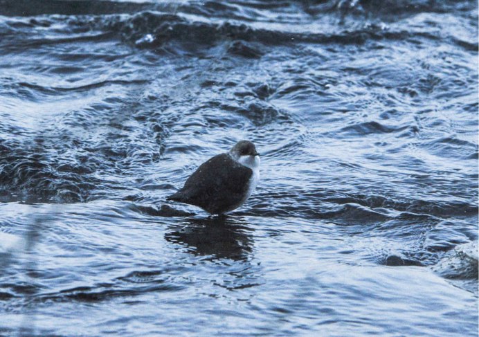 Бурая оляпка и Зимородок
