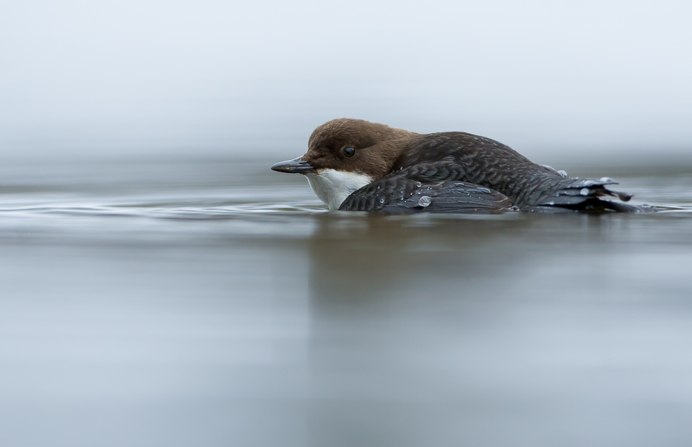 Оляпка под водой