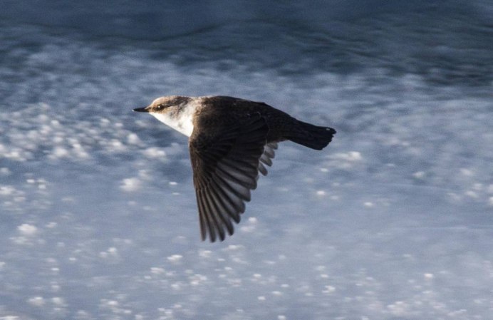 Оляпка с птенцами в гнезде