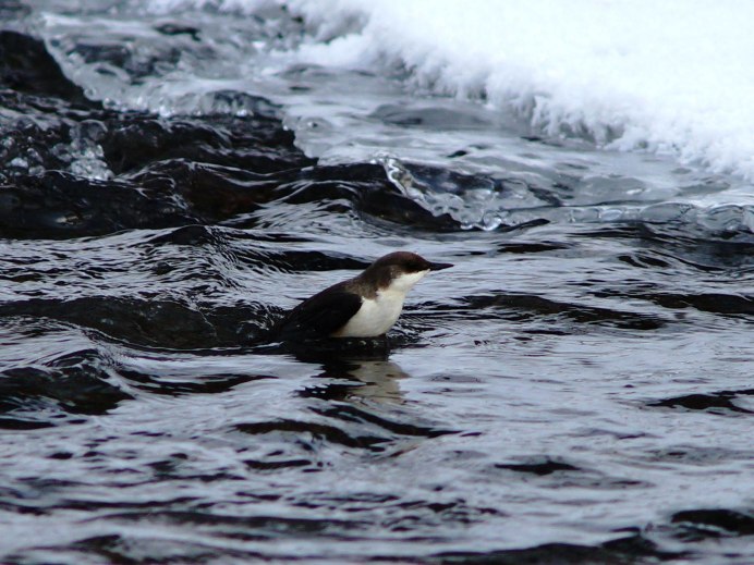 Дикий Юг природа Юга