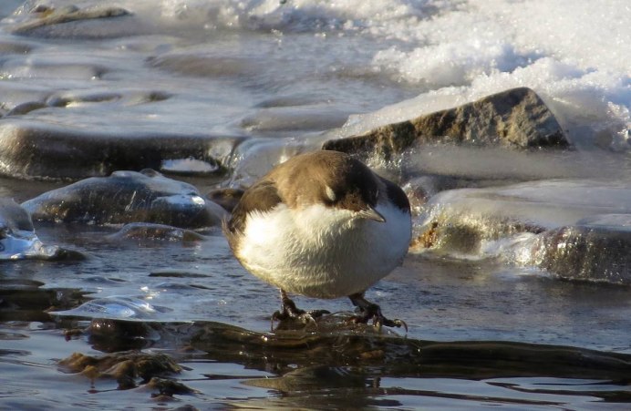 Белогрудая оляпка