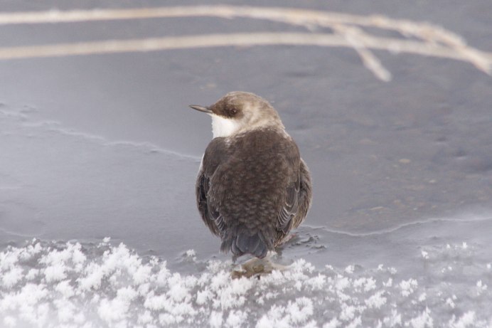 Утка оляпка