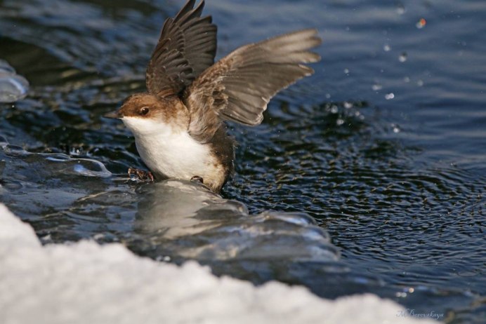 Оляпка в проруби
