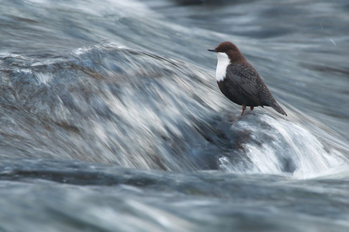 Оляпка подо льдом