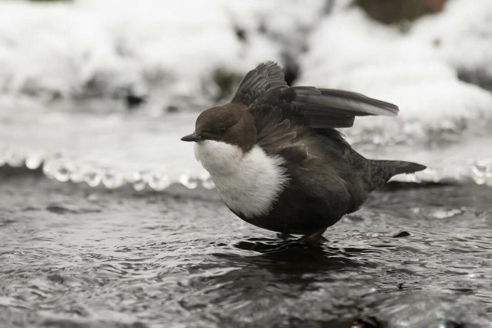 Бурая оляпка в полете