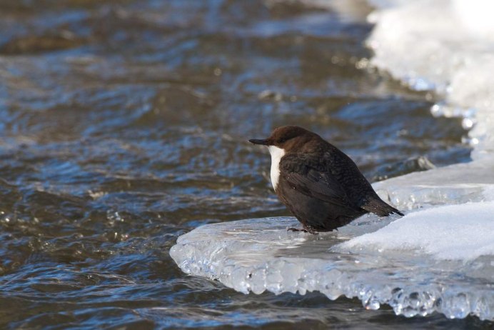 Водяной Воробей оляпка