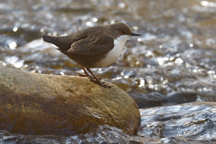 Оляпка бегает под водой