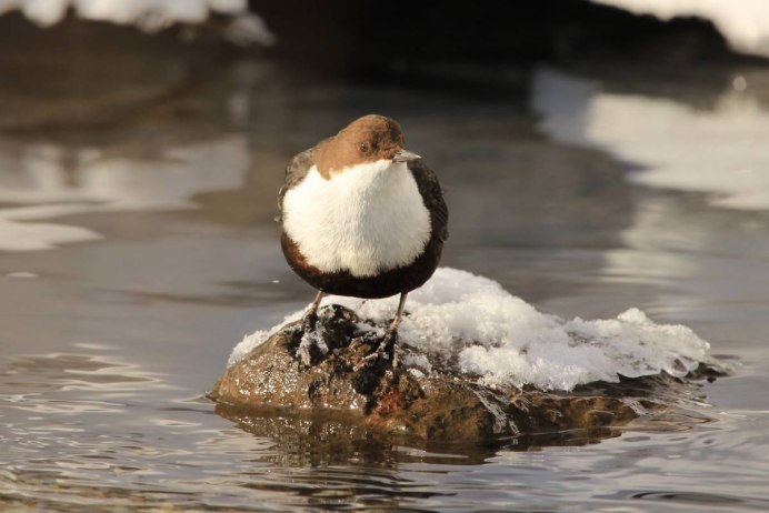 Оляпка под водой